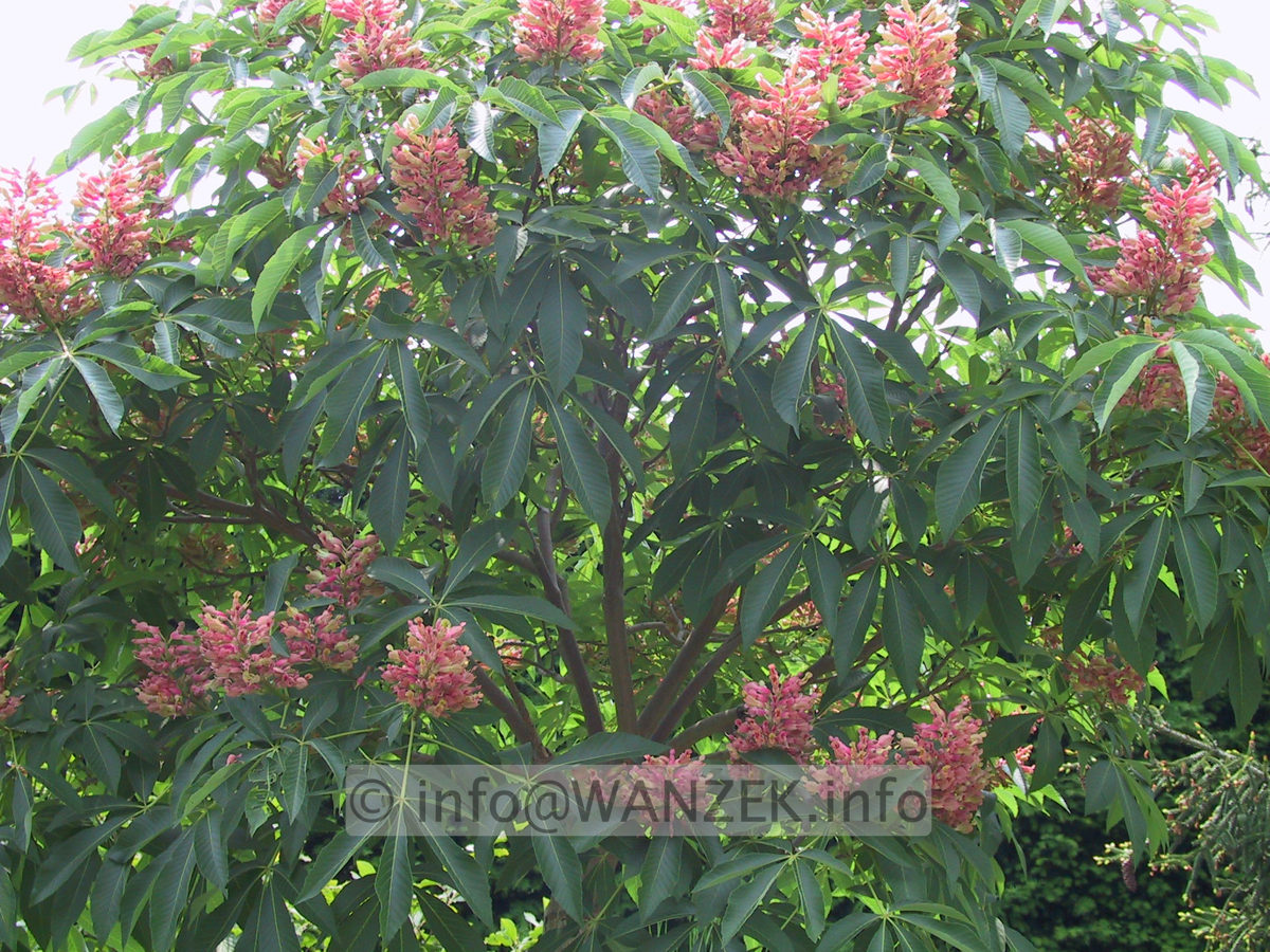 Aesculus pavia Koehnei 03.JPG